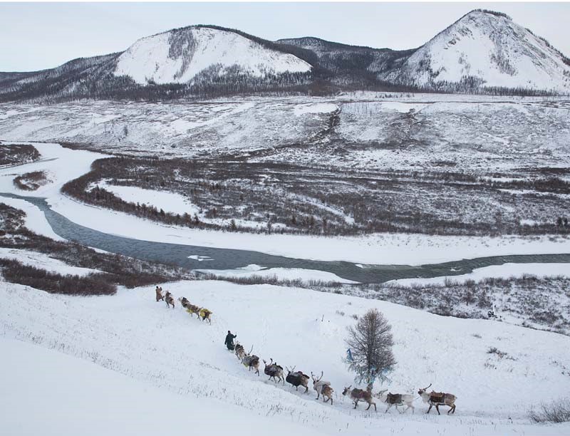 mongolia reindeer migration 